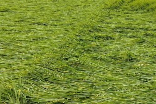 Mưa to, gió mạnh làm nhiều diện tích lúa ở Quảng Trị, Huế đổ rạp