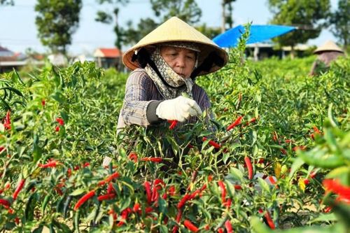 Giá ớt hôm nay 13/4: Ớt tươi giữ mức 20.000–25.000đ/kg