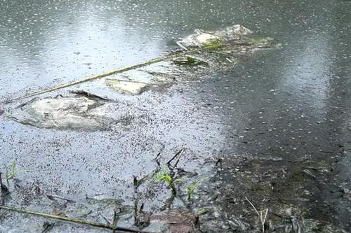 Sông Đáy 'kêu cứu'