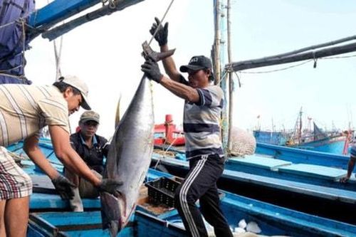 Đặt mục tiêu gỡ 'thẻ vàng' IUU trong quý IV năm 2025