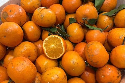 Quýt sim cuối vụ giá lên từng ngày vẫn hút khách mua hàng
