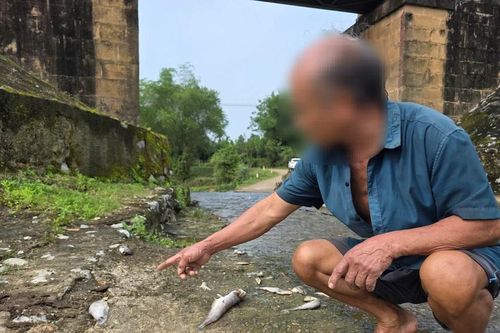 Vụ cá tự nhiên chết hàng loạt trên suối: Không phát hiện trang trại chăn nuôi xả thải