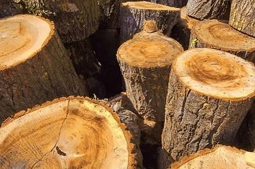 Tận thấy loại gỗ quý 'hơn vàng ròng', có tiền không mua được