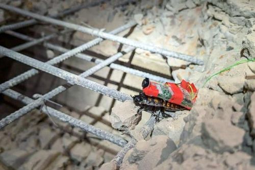 Gián robot cứu hộ động đất Myanmar đang 'hot rần rần' có gì đặc biệt?