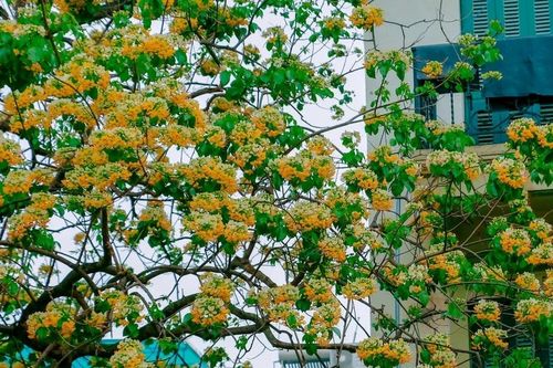 Hoa bún nở vàng góc phố ở Hà Nội