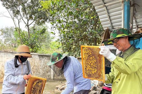 Hà Nội: Người dân huyện Ba Vì kiếm hàng trăm triệu đồng nhờ nuôi ong lấy mật