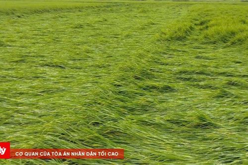 Mưa to, gió mạnh làm nhiều diện tích lúa ở Huế đổ rạp