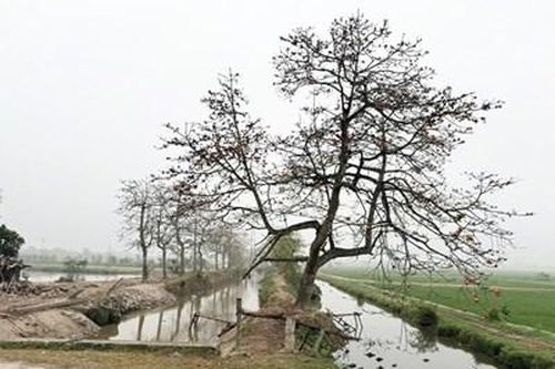 Xử lý vụ 'đòi phí' chụp ảnh cây gạo ở Hà Nam