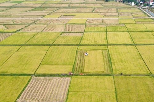 Nghệ An phấn đấu đạt hơn 400 ngàn tấn lương thực vụ Hè Thu - Mùa năm 2025