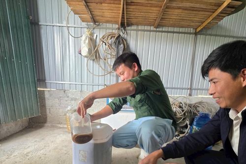 Nông dân Nghệ An sản xuất phân bón lá từ giun quế