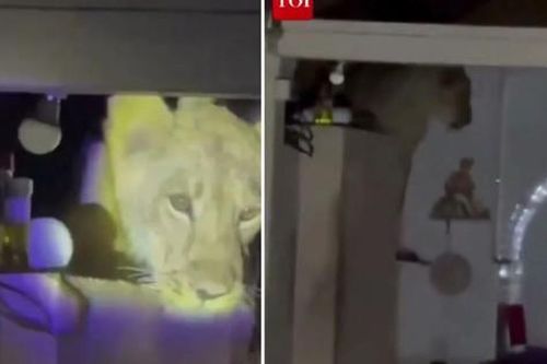 Nghe tiếng động lạ giữa đêm, chủ nhà soi đèn kiểm tra thì 'tái mặt'