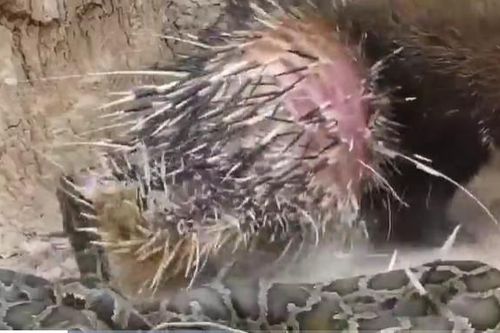 CLIP: Kết cục đẫm máu của trăn gấm khi dám 'nếm thử' nhím
