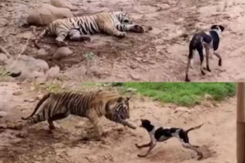 CLIP: Thấy hổ dữ nằm ngủ, chó nhà 'ra oai' cất tiếng sủa và cái kết... mất mạng