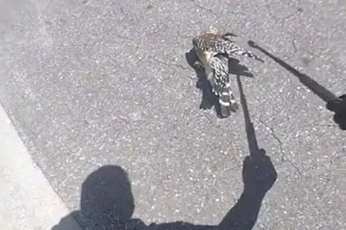 CLIP: Đụng độ loài rắn sở hữu tốc độ nhanh nhất hành tinh, chim cắt nhanh chóng bị kẻ thù hạ gục