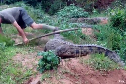 CLIP: Lấy cây chọc vào cá sấu, người đàn ông bị chúa tể đầm lầy cắn vào chân và cái kết 'thót tim'