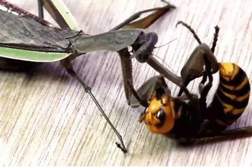 CLIP: Bị bọ ngựa tấn công, ong bắp cày 'tung chiêu', đoạt mạng đối thủ