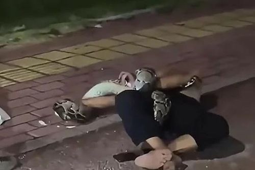 CLIP: Say rượu nằm giữa đường, người đàn ông bị con trăn nặng 30kg siết chặt và cái kết