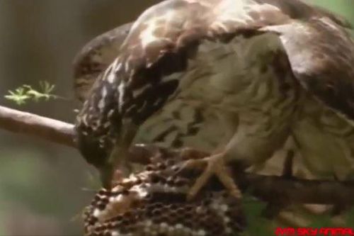 CLIP: Đàn ong bắp cày 'gặp đại họa' sau khi bị chim diều 'ghé thăm'