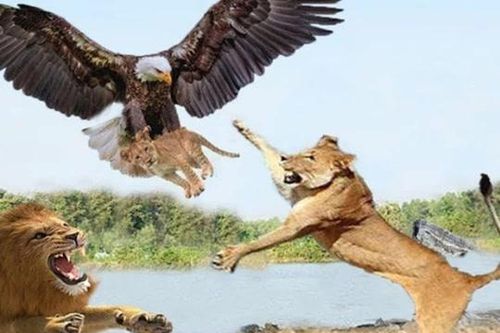 Loài chim nằm trong danh sách nguy cấp: Chuyên ăn thịt sư tử con, có thể nhìn thấy con mồi ở khoảng cách 5km