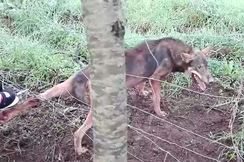 CLIP: Nỗ lực giải cứu chó sói hoang, người đàn ông nhận cái kết bẽ bàng