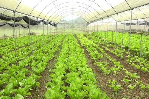 Xây dựng công trình trên đất lúa không quá 0,1% diện tích và tối đa 500m2