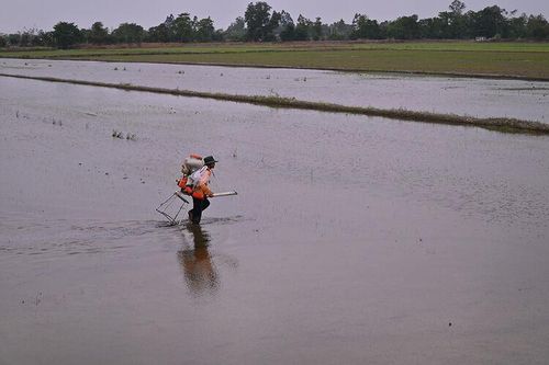 Buổi sớm bình dị trên đồng quê