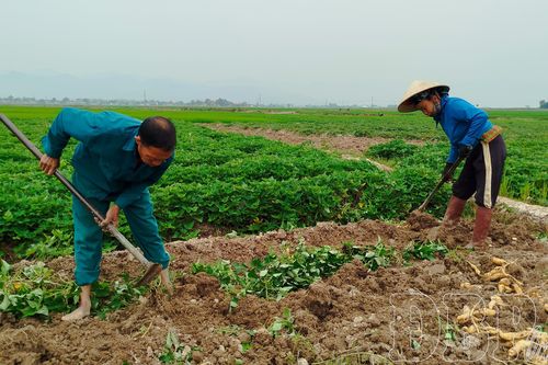 Giảm diện tích sản xuất lúa