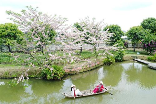 Rực rỡ sắc hoa anh đào tại Làng hoa Sa Đéc