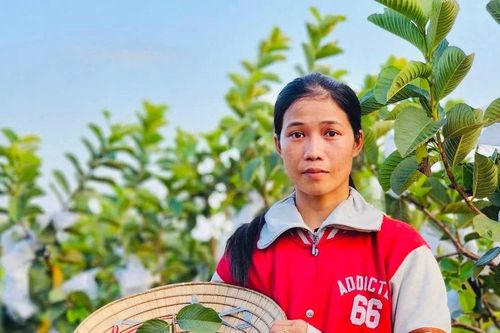Thu nhập khá nhờ trồng ổi Ruby