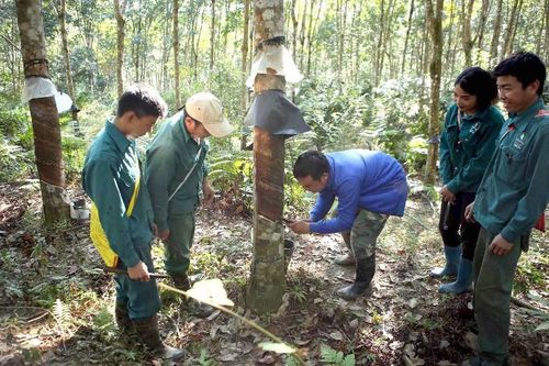 Sẵn sàng mùa cạo mủ cao su