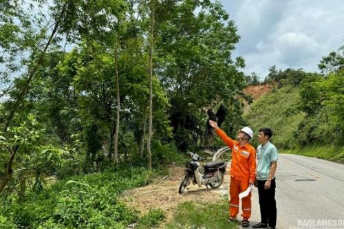Ngăn chặn người dân trồng cây vi phạm an toàn hành lang lưới điện: Tập trung tuyên truyền để thay đổi hành vi