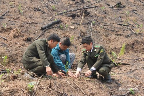 Nỗ lực đẩy nhanh tiến độ thực hiện dự án phát triển kinh tế nông, lâm nghiệp