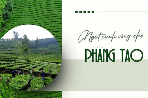 Ngát xanh vùng chè Phẳng Tao