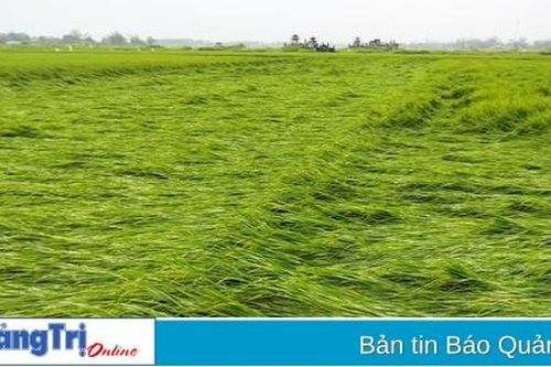 932 ha lúa bị ngã đổ do mưa to, gió mạnh