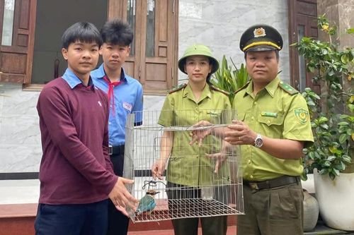 Tiếp nhận cá thể chim đuôi cụt quý, hiếm