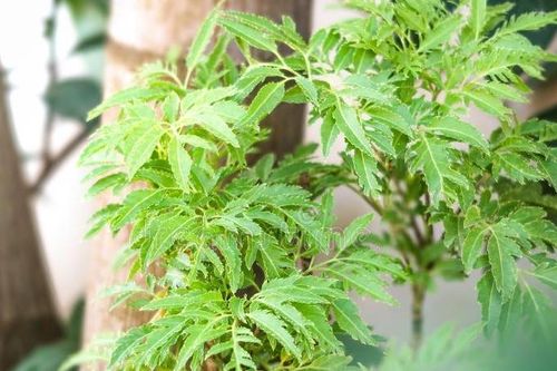 Bài thuốc chữa bệnh từ cây đinh lăng