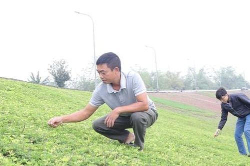 Ấn tượng tuyến đê Long Biên
