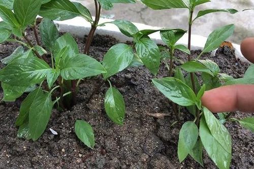 Bất ngờ với loại rau gia vị thơm ngon trồng ở ban công giúp chống rụng tóc, sạch gàu, kích thích mọc tóc con