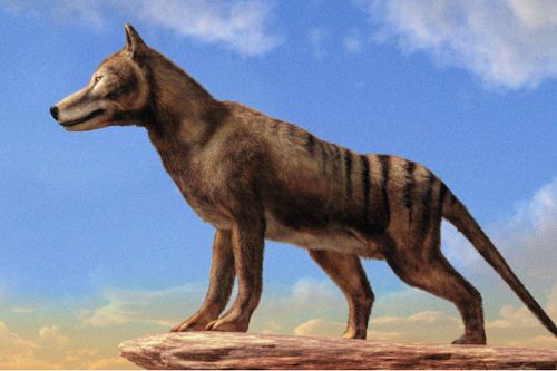 Sắp tái sinh hổ Tasmania, loài dã thú đã tuyệt chủng cách đây 2000 năm?