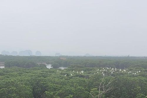 Chuẩn bị thí điểm sàn giao dịch carbon: Nhiều doanh nghiệp vẫn loay hoay
