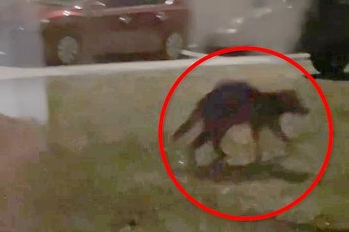 Nghi vấn quái thú chuyên hút máu dê 'Chupacabra' tái xuất, dân Mỹ xôn xao