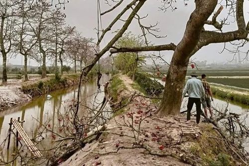 Hàng cây gạo bị chặt cành sau 'phốt' thu phí gây bức xúc mạnh