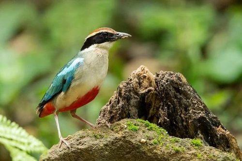 Học sinh Huế bàn giao chim quý hiếm trong sách Đỏ cho Kiểm lâm