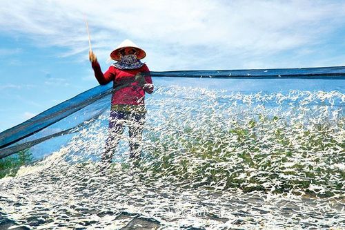Nhớ mùa cá cơm quê tôi