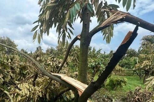 Hàng trăm gốc 'cây tỷ đô' gãy đổ do mưa đá, lốc xoáy