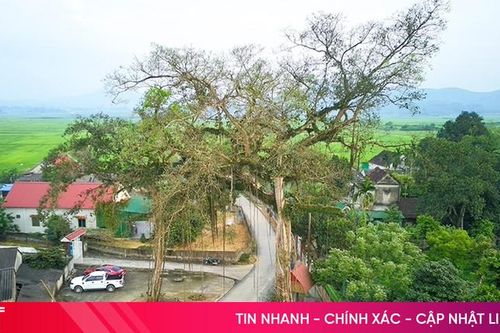 Độc đáo cây đa hình cổng làng ở Đức Thọ