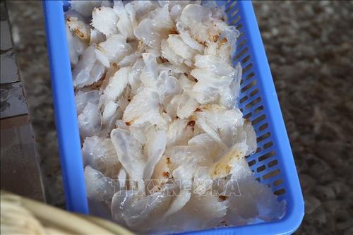 Thu nhập hàng trăm triệu đồng từ nghề khai thác, chế biến sứa