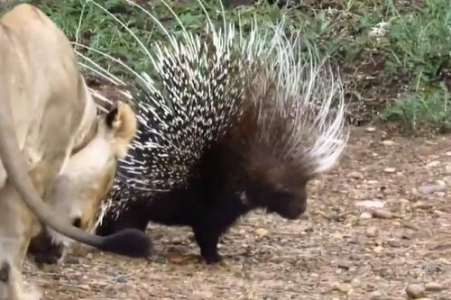 CLIP: Sư tử dám 'gây sự' với nhím và kết cục bất ngờ