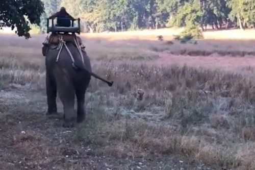 CLIP: Hung hăng lao ra hù dọa voi đang chở người, hổ nhận cái kết khó tin
