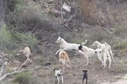 CLIP: Đụng độ đàn chó nhà, sói đồng cỏ bị kẻ thù lao tới cắn xé
